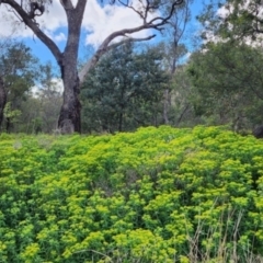 Euphorbia oblongata (Egg-leaf Spurge) at Mount Ainslie - 24 Oct 2023 by Steve818