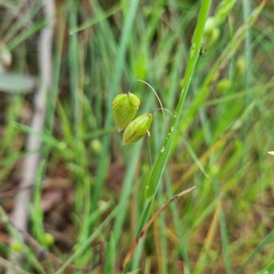 Briza maxima (Quaking Grass, Blowfly Grass) at Crace, ACT - 6 Oct 2023 by Butterflygirl