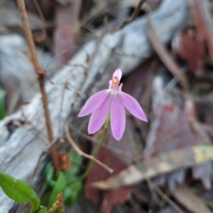 Caladenia carnea at Crace, ACT - suppressed