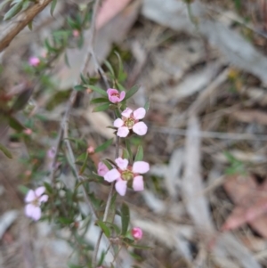 Gaudium multicaule at Crace, ACT - 6 Oct 2023