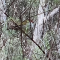 Neochmia temporalis (Red-browed Finch) at Crace, ACT - 6 Oct 2023 by Butterflygirl