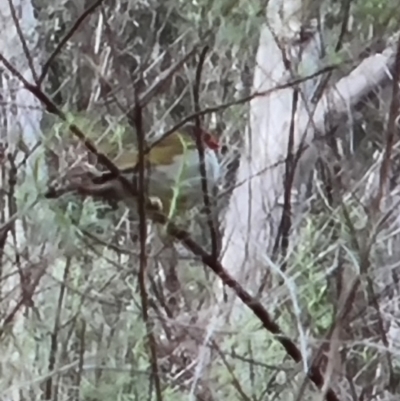 Neochmia temporalis (Red-browed Finch) at Crace, ACT - 6 Oct 2023 by Butterflygirl