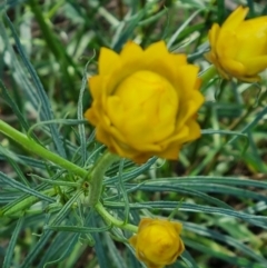 Xerochrysum viscosum (Sticky Everlasting) at Gungaderra Grasslands - 6 Oct 2023 by Butterflygirl