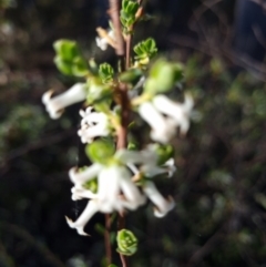 Brachyloma daphnoides (Daphne Heath) at Crace, ACT - 5 Oct 2023 by Butterflygirl
