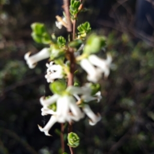 Brachyloma daphnoides at Crace, ACT - 6 Oct 2023