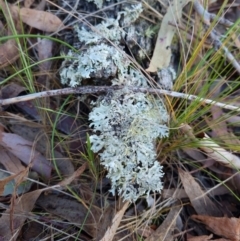 Unverified Lichen, Moss or other Bryophyte at Gungahlin, ACT - 6 Oct 2023 by Butterflygirl