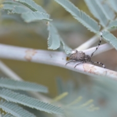 Ancita sp. (genus) (Longicorn or longhorn beetle) at Wamboin, NSW - 10 Jan 2022 by natureguy