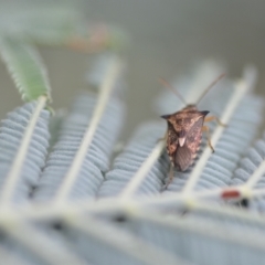 Oechalia schellenbergii (Spined Predatory Shield Bug) at Wamboin, NSW - 10 Jan 2022 by natureguy