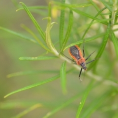 Gminatus australis (Orange assassin bug) at Wamboin, NSW - 10 Jan 2022 by natureguy