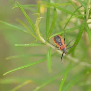 Gminatus australis at Wamboin, NSW - 10 Jan 2022