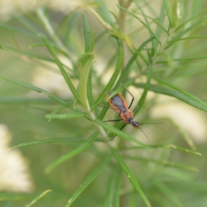 Gminatus australis at Wamboin, NSW - 10 Jan 2022