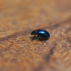 Altica sp. (genus) (Flea beetle) at Wamboin, NSW - 12 Jan 2022 by natureguy