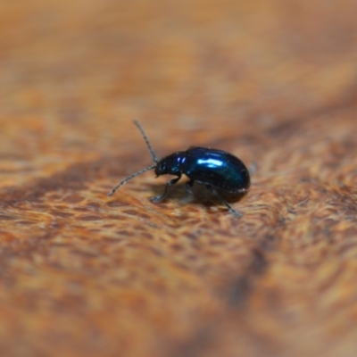 Altica sp. (genus) (Flea beetle) at Wamboin, NSW - 12 Jan 2022 by natureguy