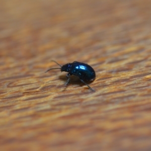 Altica sp. (genus) at Wamboin, NSW - 12 Jan 2022 06:19 PM