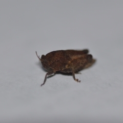 Tetrigidae (family) (Pygmy grasshopper) at Wamboin, NSW - 14 Jan 2022 by natureguy