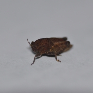 Tetrigidae (family) at Wamboin, NSW - 14 Jan 2022 09:31 PM