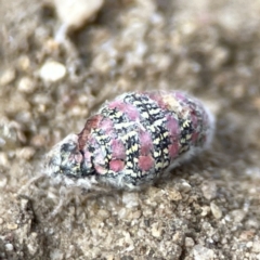 Anestia (genus) at Russell, ACT - 6 Oct 2023 02:13 PM