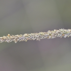 Sporobolus africanus at Wamboin, NSW - 15 Jan 2022 07:11 PM