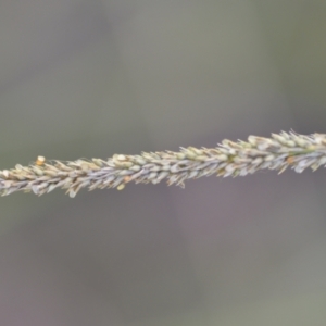 Sporobolus africanus at Wamboin, NSW - 15 Jan 2022