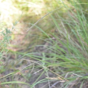 Sporobolus africanus at Wamboin, NSW - 15 Jan 2022