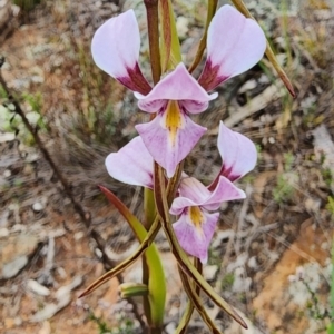 Diuris punctata at suppressed - 6 Oct 2023