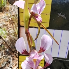 Diuris punctata at suppressed - 6 Oct 2023