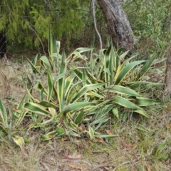 Agave americana (Century Plant) at Tuggeranong, ACT - 6 Oct 2023 by Mike