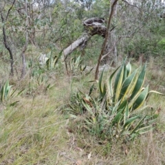 Agave americana at Tuggeranong, ACT - 6 Oct 2023