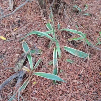 Agave americana (Century Plant) at Farrer, ACT - 6 Oct 2023 by Mike