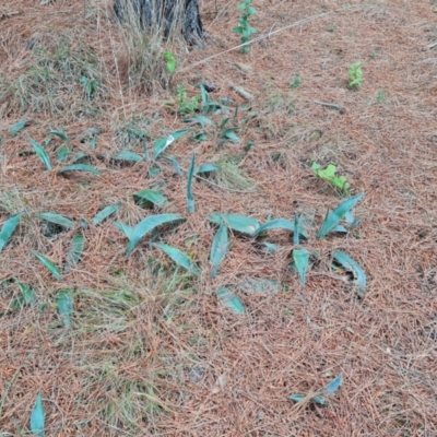 Agave americana (Century Plant) at Jerrabomberra, ACT - 6 Oct 2023 by Mike