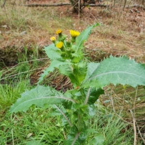 Sonchus asper at Jerrabomberra, ACT - 6 Oct 2023 11:10 AM