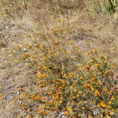 Dillwynia sericea (Egg And Bacon Peas) at Tuggeranong, ACT - 6 Oct 2023 by Mike
