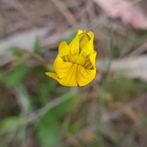 Goodenia pinnatifida at Red Hill, ACT - 6 Oct 2023