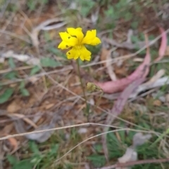 Goodenia pinnatifida at Red Hill, ACT - 6 Oct 2023 10:30 AM