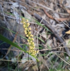 Lomandra filiformis subsp. coriacea (Wattle Matrush) at Red Hill, ACT - 6 Oct 2023 by WalkYonder