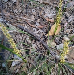 Lomandra filiformis subsp. coriacea at Red Hill, ACT - 6 Oct 2023 10:08 AM