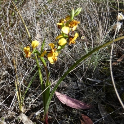 Diuris semilunulata (Late Leopard Orchid) at Bicentennial Park - 5 Oct 2023 by Paul4K