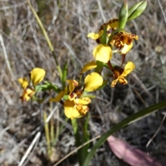 Diuris semilunulata at Queanbeyan West, NSW - suppressed