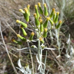 Senecio quadridentatus at Queanbeyan West, NSW - 6 Oct 2023