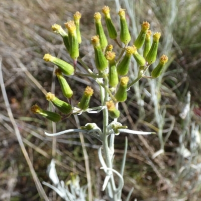 Senecio quadridentatus (Cotton Fireweed) at Queanbeyan West, NSW - 5 Oct 2023 by Paul4K