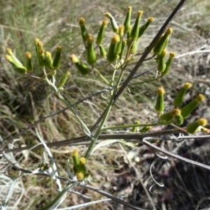 Senecio quadridentatus at Queanbeyan West, NSW - 6 Oct 2023