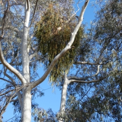 Amyema pendula subsp. pendula (Drooping Mistletoe) at Queanbeyan West, NSW - 5 Oct 2023 by Paul4K