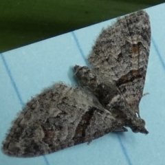 Phrissogonus laticostata (Apple looper moth) at Queanbeyan, NSW - 5 Oct 2023 by Paul4K