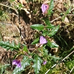 Solanum cinereum at Red Hill, ACT - 6 Oct 2023