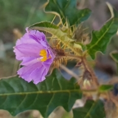 Solanum cinereum at Red Hill, ACT - 6 Oct 2023