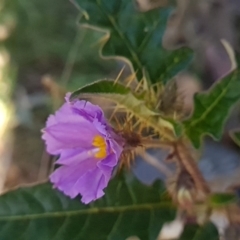 Solanum cinereum at Red Hill, ACT - 6 Oct 2023