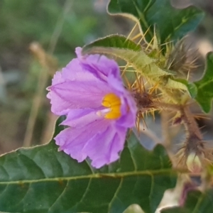 Solanum cinereum at Red Hill, ACT - 6 Oct 2023