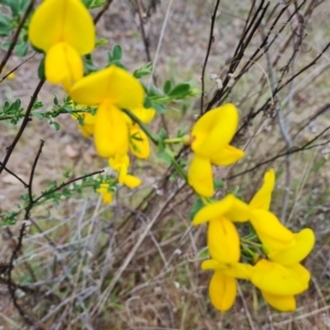 Cytisus scoparius subsp. scoparius at Isaacs, ACT - 6 Oct 2023