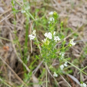 Asperula conferta at Isaacs, ACT - 6 Oct 2023