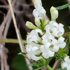 Asperula conferta at Isaacs, ACT - 6 Oct 2023 11:48 AM